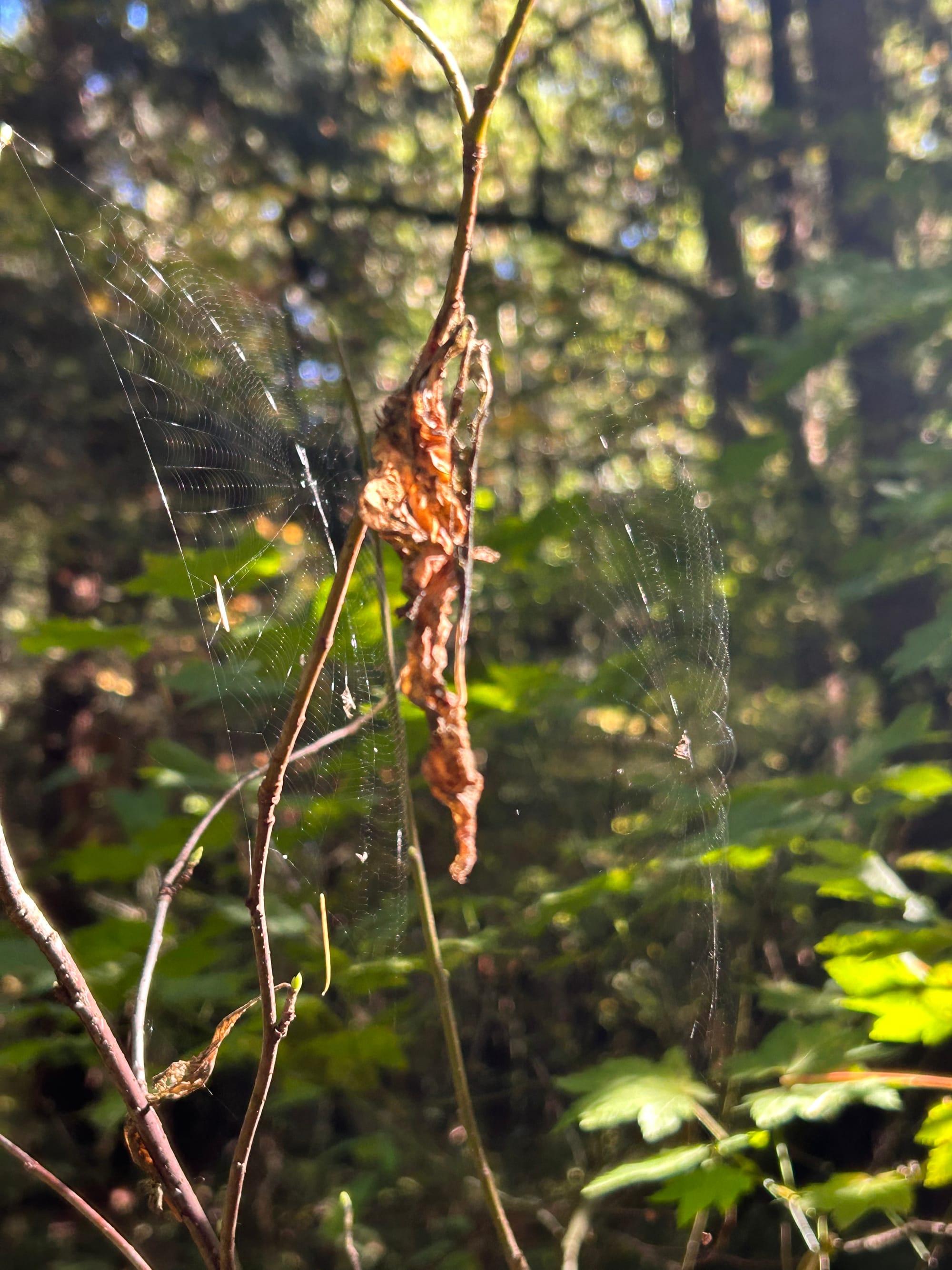 two spider webs spun on the same shrub, only a few inches apart. the small spiders are visible if you look closely. background of green leaves, one large dead brown leaf hanging between the webs.