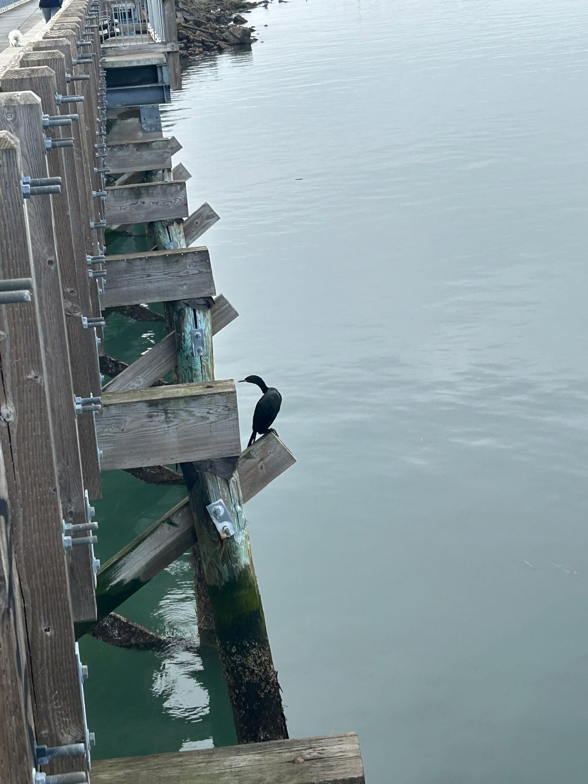 grey water and the side of a walkway with a black cormorant perched on one of the beams