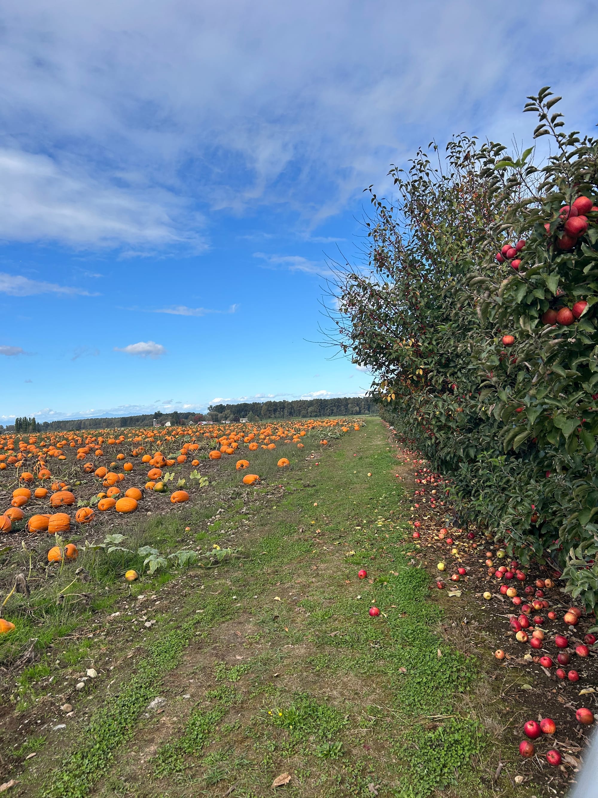 blue sky with light clouds, a long green pathway with pumpkins on one side and apple trees on the other. many apples have fallen to the grass.