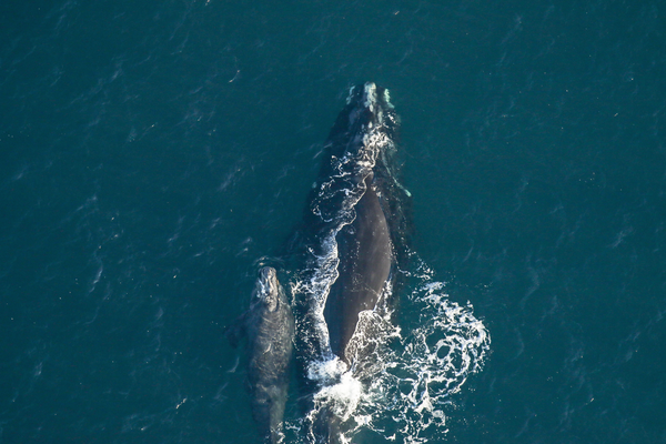 A whale of a homecoming: Whale Week 4.0 welcomes home the North Atlantic right whale to Georgia’s coast