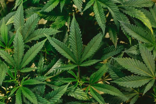 Southeast Georgia's first medical cannabis dispensaries have been planted in Chatham County