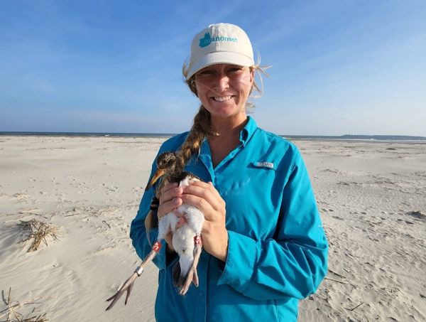 Tybee native Allie Hayser works with Manomet to educate the public about shorebirds