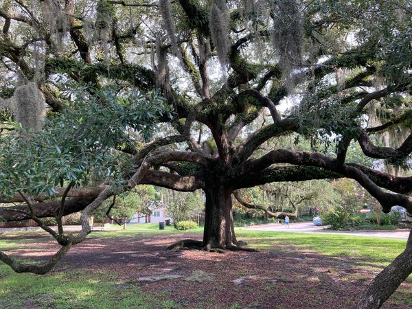 A neighborhood mourns the McCauley Park oak - and looks to its repurposing