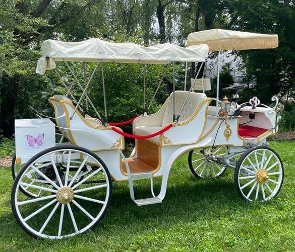 PETA: Horses don't belong on Savannah streets