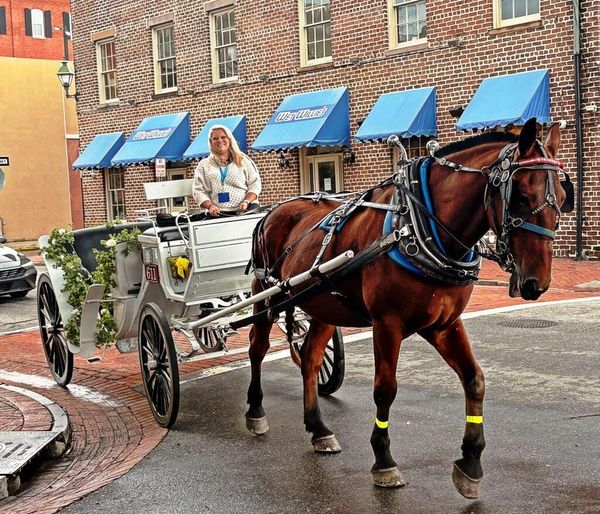 Open Letter to Savannah City Council from a carriage driver 'who truly loves these horses'