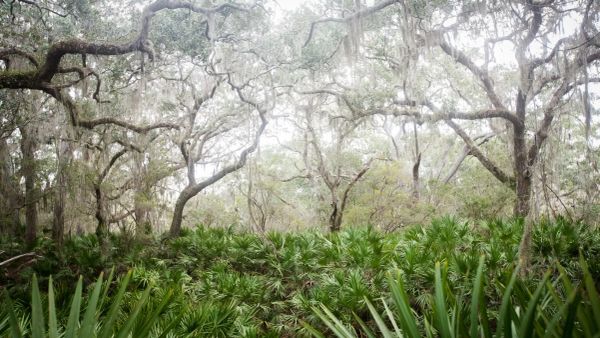 Cumberland Island gets reprieve from controversial land swap proposal