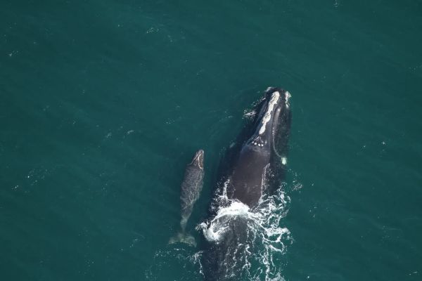Right whales further threatened by drive to reduce regulation on business