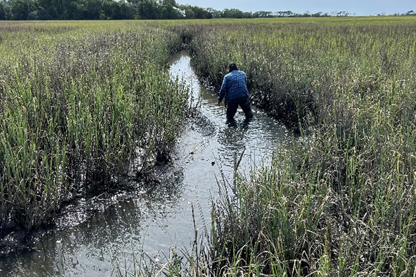 Oyster reefs: Georgia's future coastal protection may already be waiting under the water