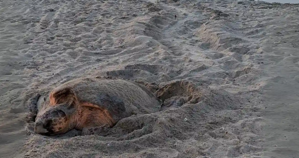 A record-breaking year for Sea Turtle nests on Tybee
