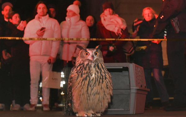 Flaco the owl, baby woodpeckers, and the human heart