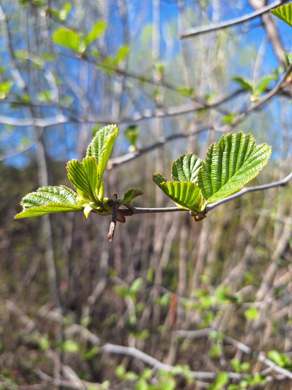 feuilles de hêtre tout juste ouvertes au printemps en gros plan