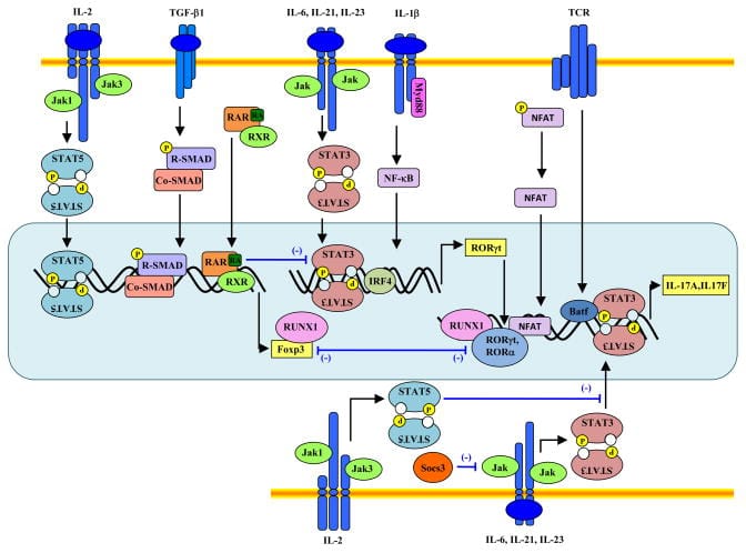 An external file that holds a picture, illustration, etc.
Object name is nihms248539f2.jpg