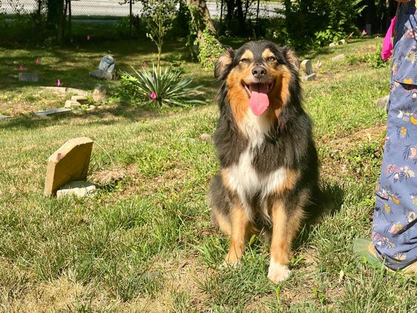 At Roanoke's Historically Black Old Lick Cemetery, New Caretakers Confront Old Sins