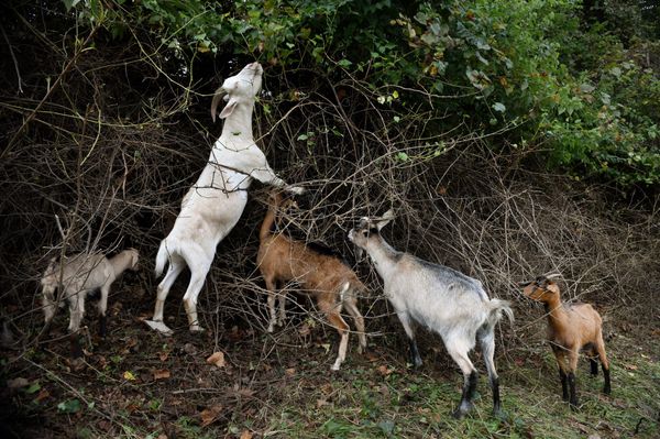 Municipal Munching Now Part of Roanoke's Landscaping Toolbox