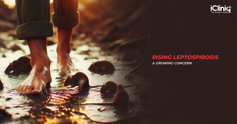 Rising Leptospirosis: A Growing Concern