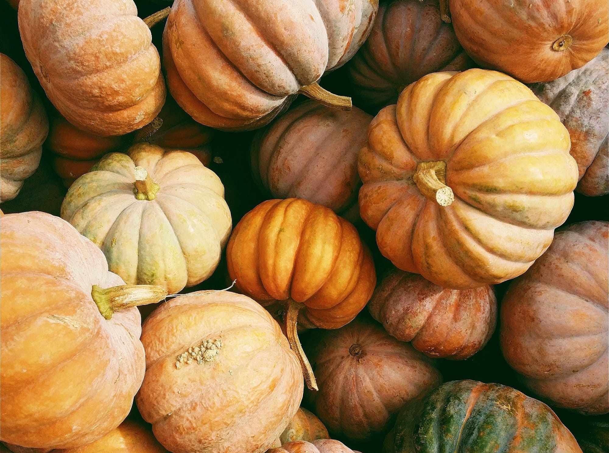 photo of orange and green squash lot