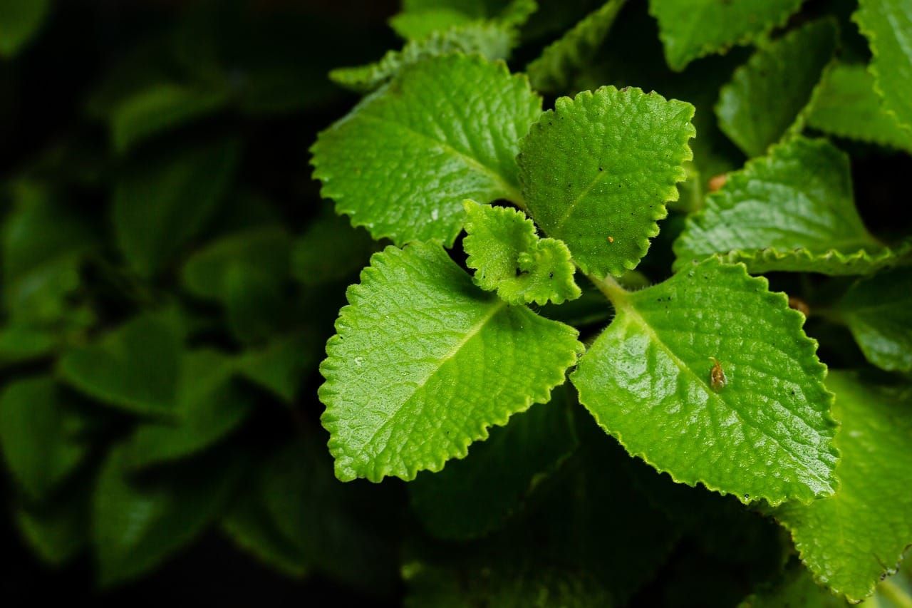 Orégano: un aliado natural para la salud de las articulaciones y los huesos