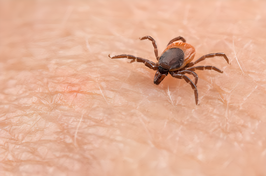 El aumento del 22% en los casos de Lyme en el Reino Unido enciende las alarmas sanitarias