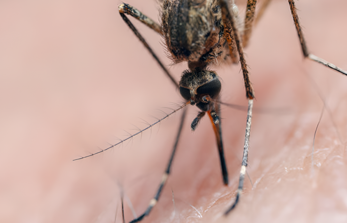 Alerta en el Valle de Coachella: Detectan por primera vez en la temporada el virus del Nilo Occidental en mosquitos