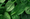 La vitamina K1 presente en las verduras de hoja verde se asocia con una mejor función pulmonar