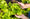 Científicos logran cultivar la primera lechuga que produce mioglobina, la proteína clave del sabor a carne