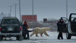 Nuisance Bear