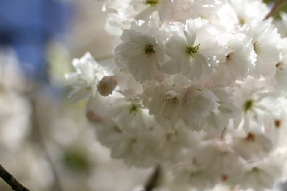 10291782_10152050520686603_5170793935621746929_n