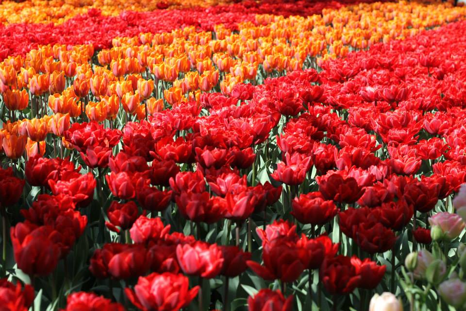 1509771_10152050520431603_5181506948147208990_n