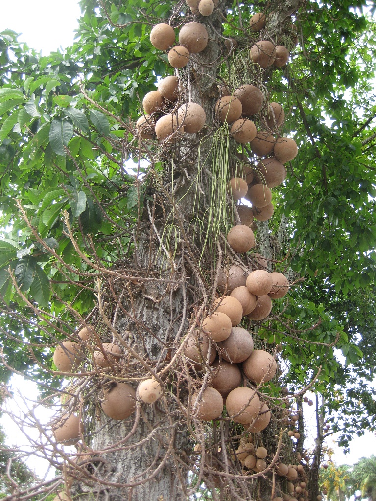 the cannonball tree