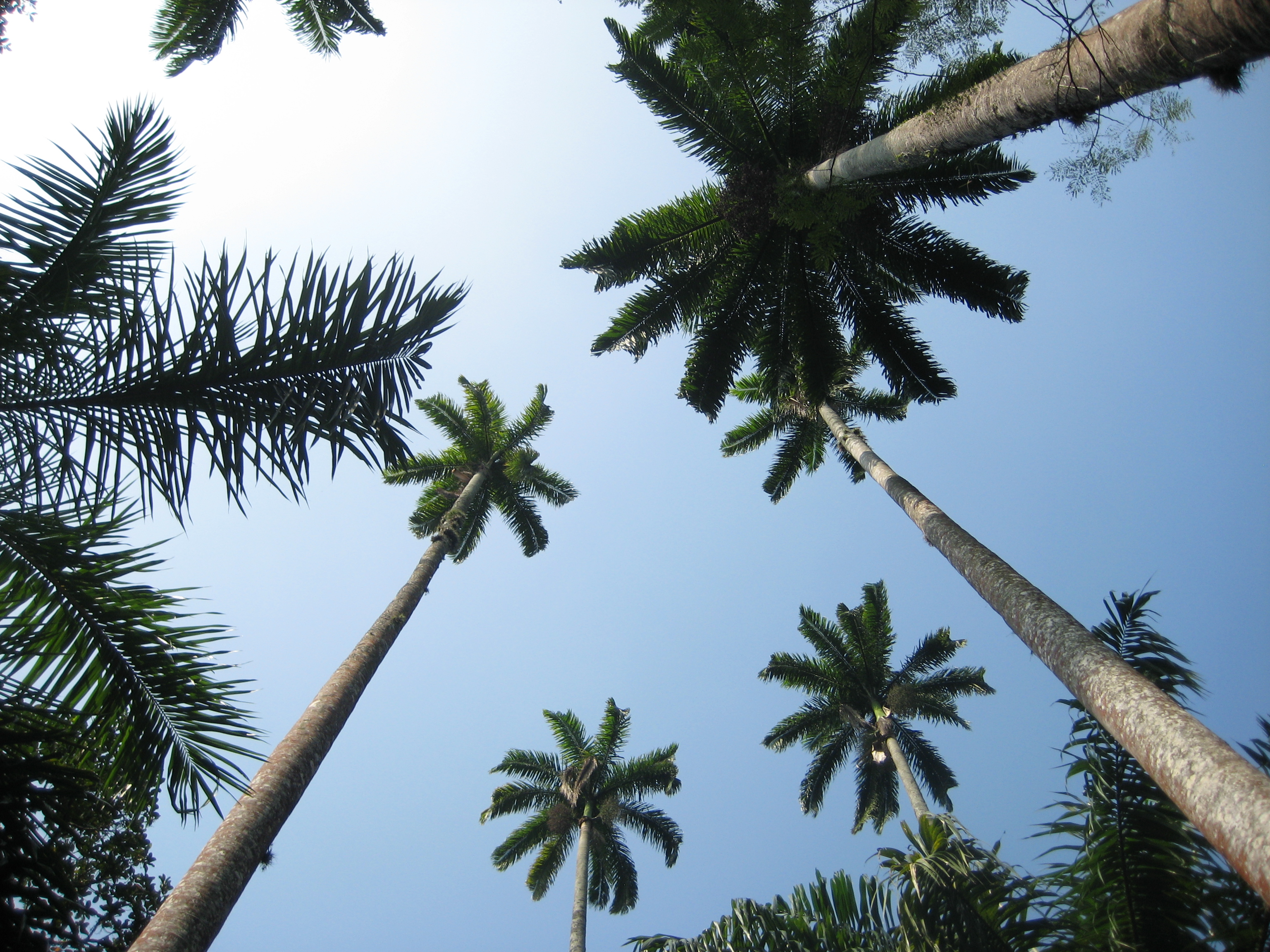 Palm tree tops