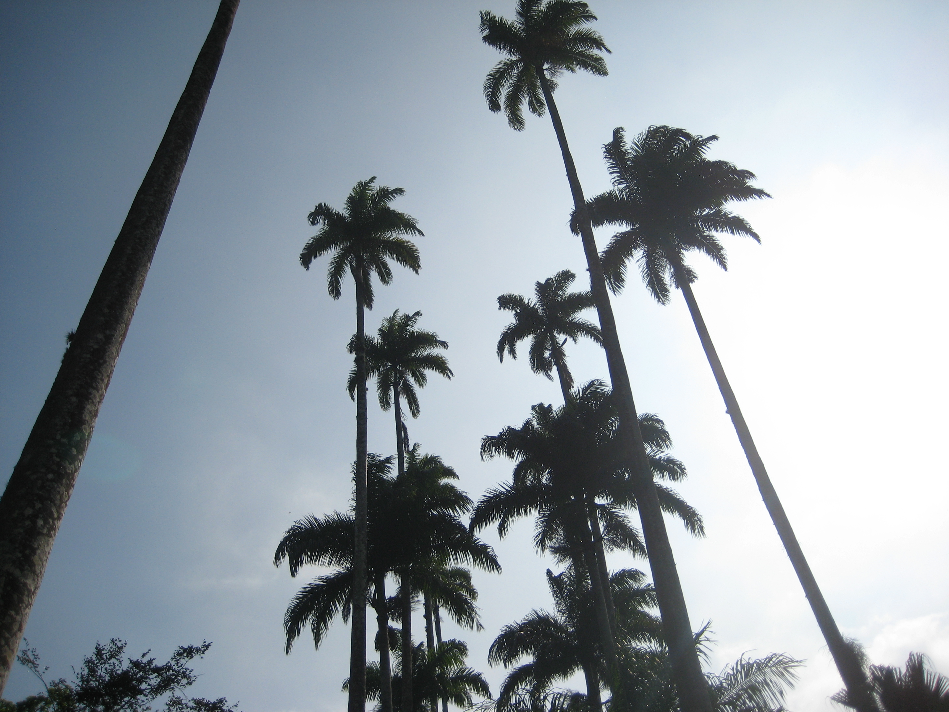 Palm trees in the sun