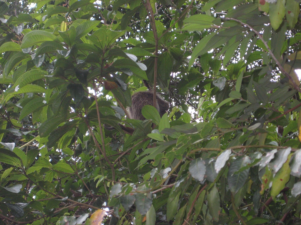 A weird tree animal 2