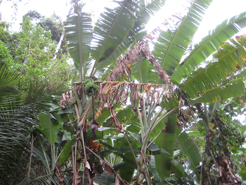 Banana trees