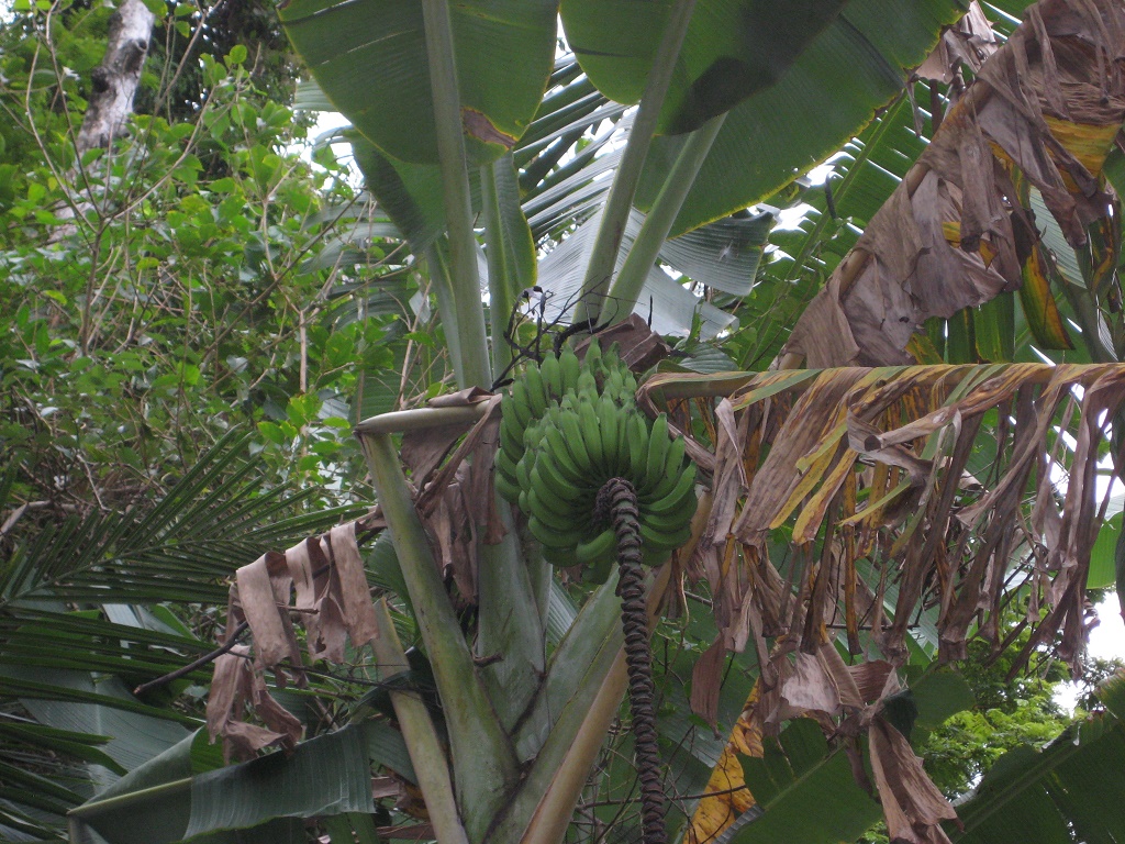 Banana trees 2