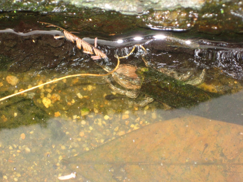 White Stone waterfall 7