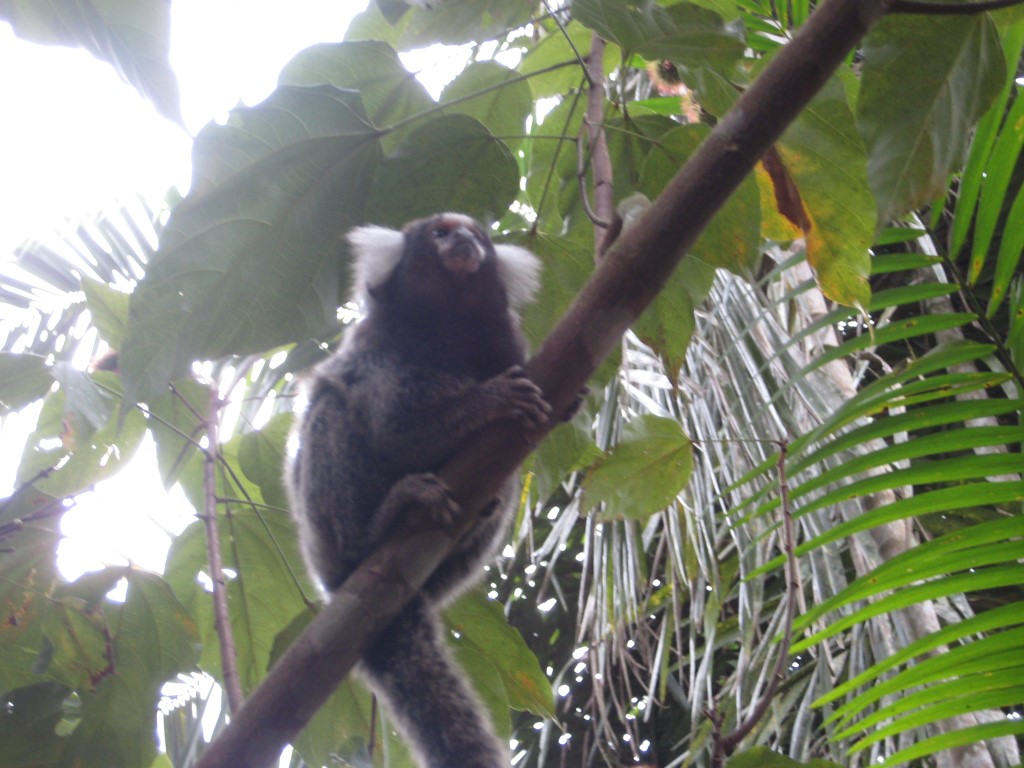 Marmoset monkeys