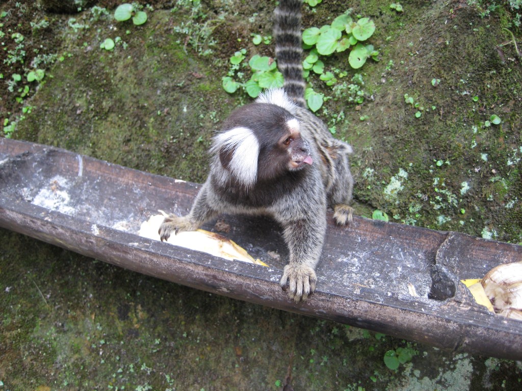 Marmoset monkeys 5