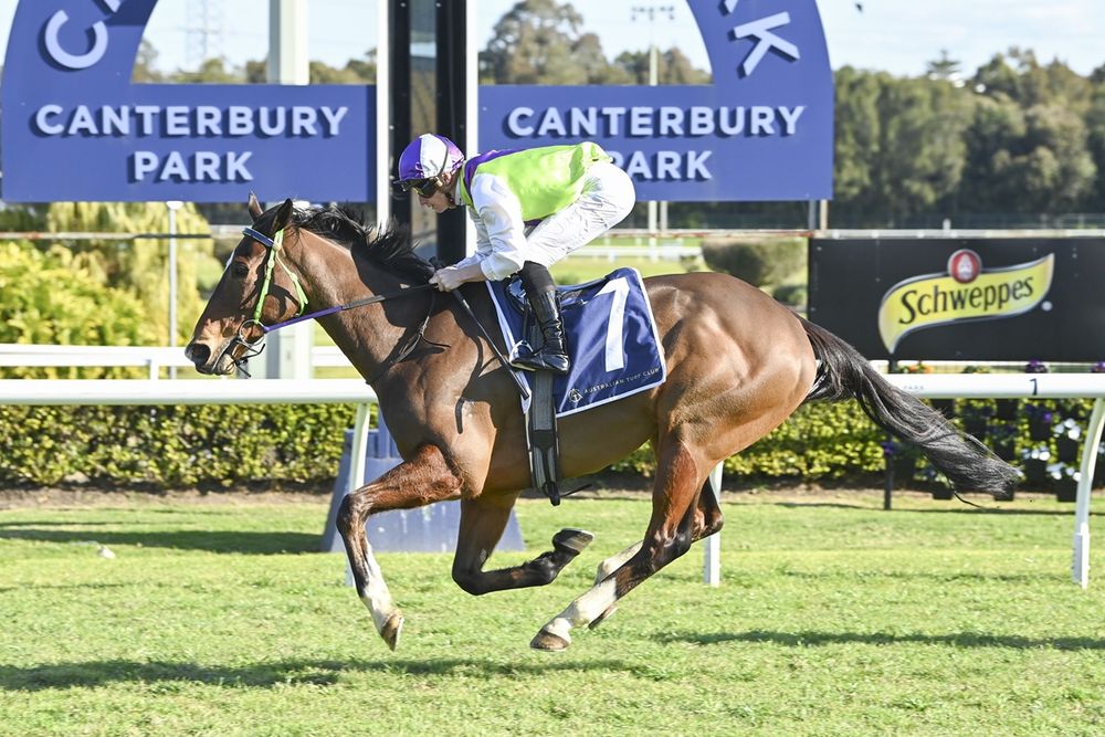 Cleary eyes Magic Millions glory with King Gutho post image