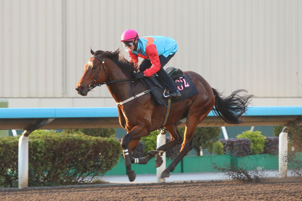 'His gate speed was incredible' - record run in sight as Ka Ying Rising storms trial post image