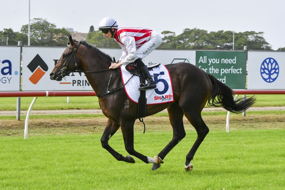 ‘Better than Holler’: O’Shea sends Napoleonic into battle against Sydney’s best post image