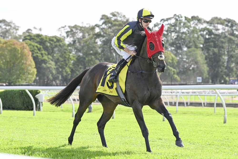 Seven starts, no win - but could she be the best maiden in Australia? post image