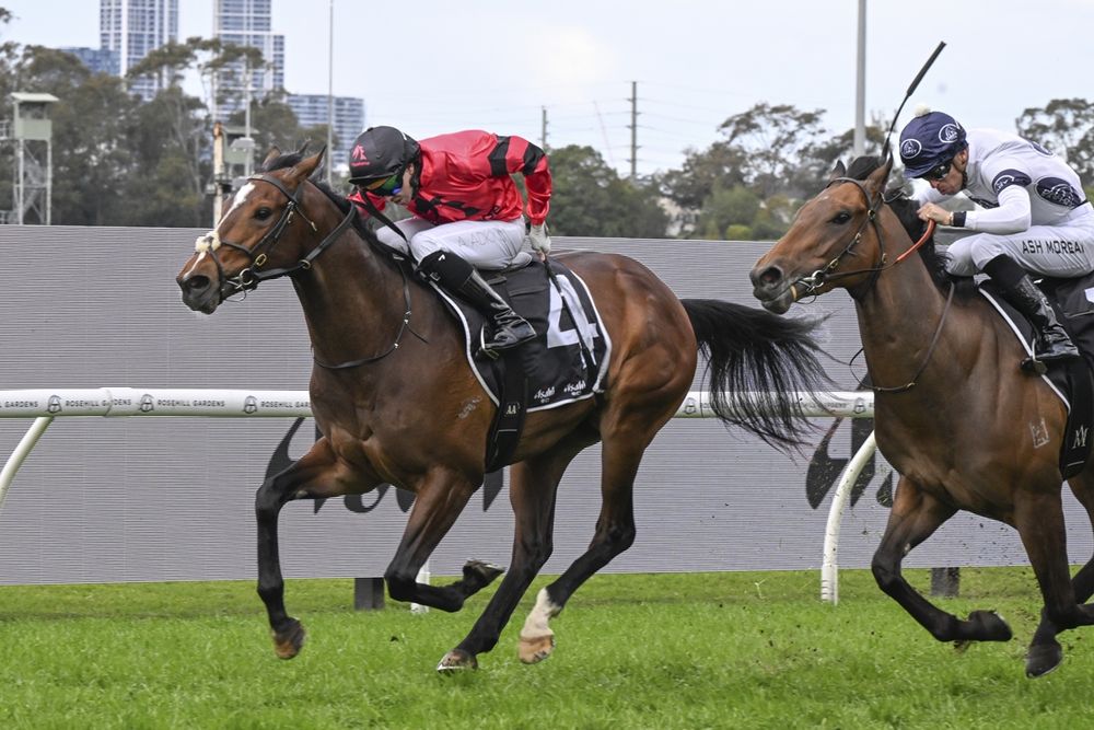 In The Lab: 2026 Magic Millions 3yo Guineas post image