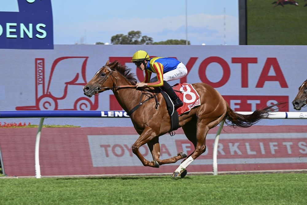 Dean Watling’s Sydney Trial Watch: Horses ready to win from Randwick & Rosehill post image