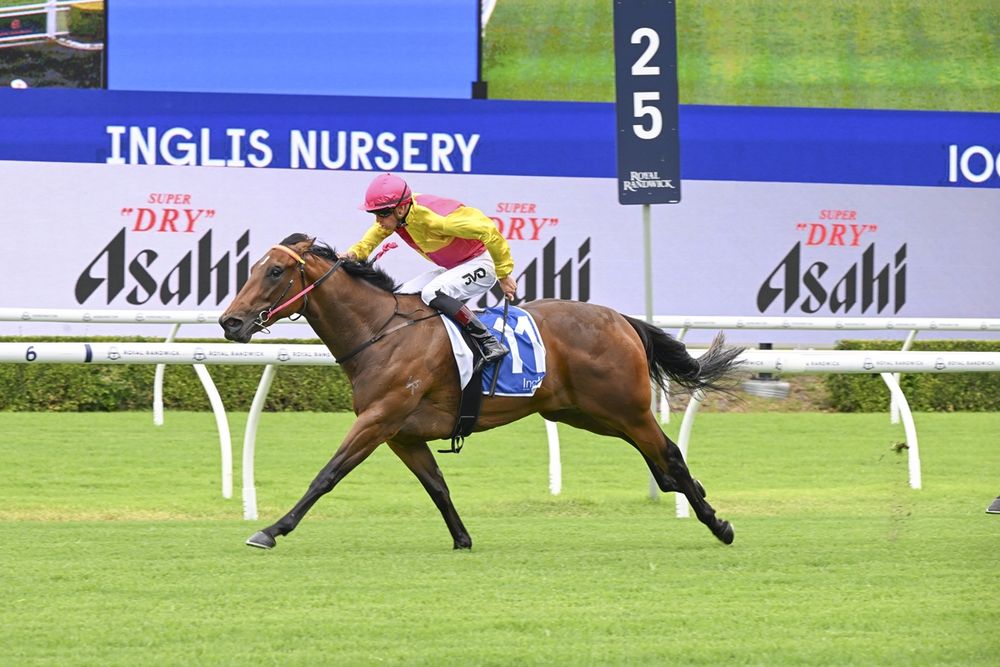 $1250 buy to $2 Million shot: ‘This is our Golden Slipper’ post image