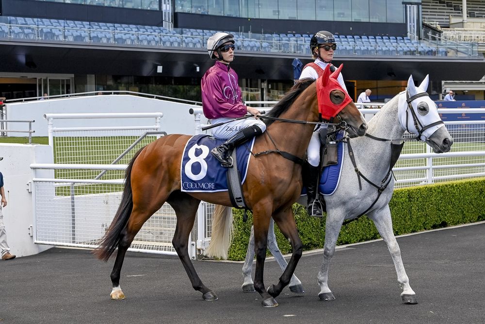 Race outsider short priced to pick up $300k bonus post image