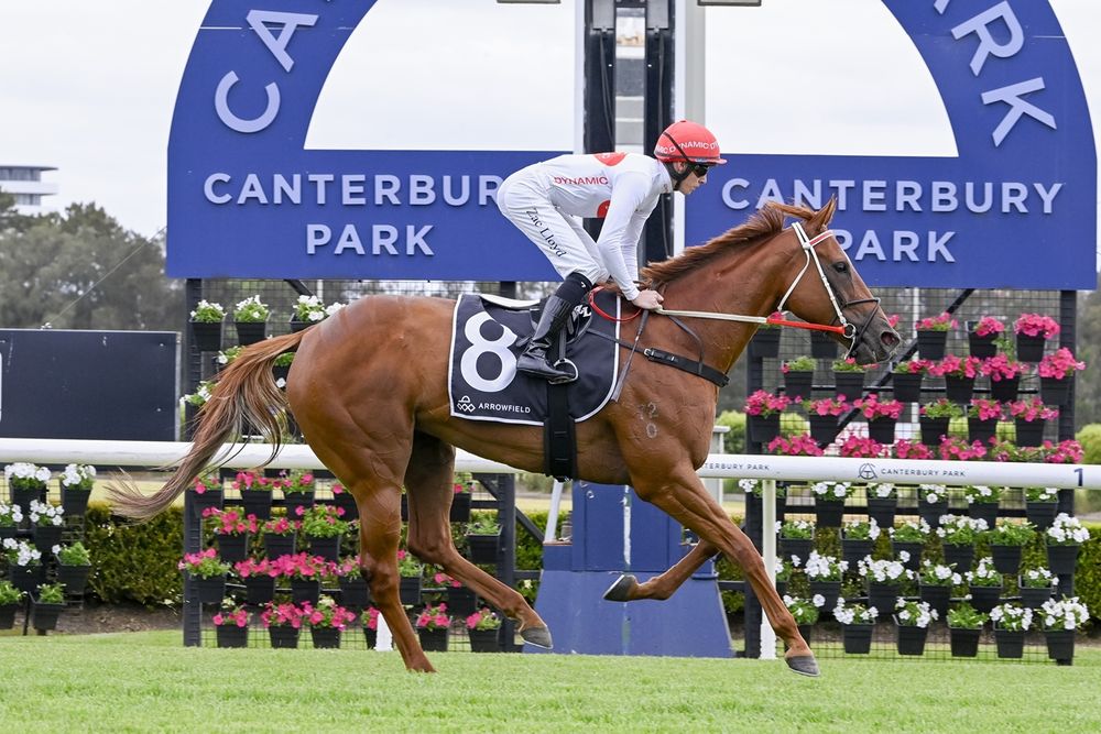 From injury nightmare to Championships hope: Just In Time’s redemption run post image
