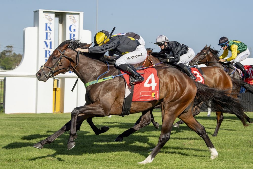 Owners of miracle winner Tsarevich reject $700k offer post image