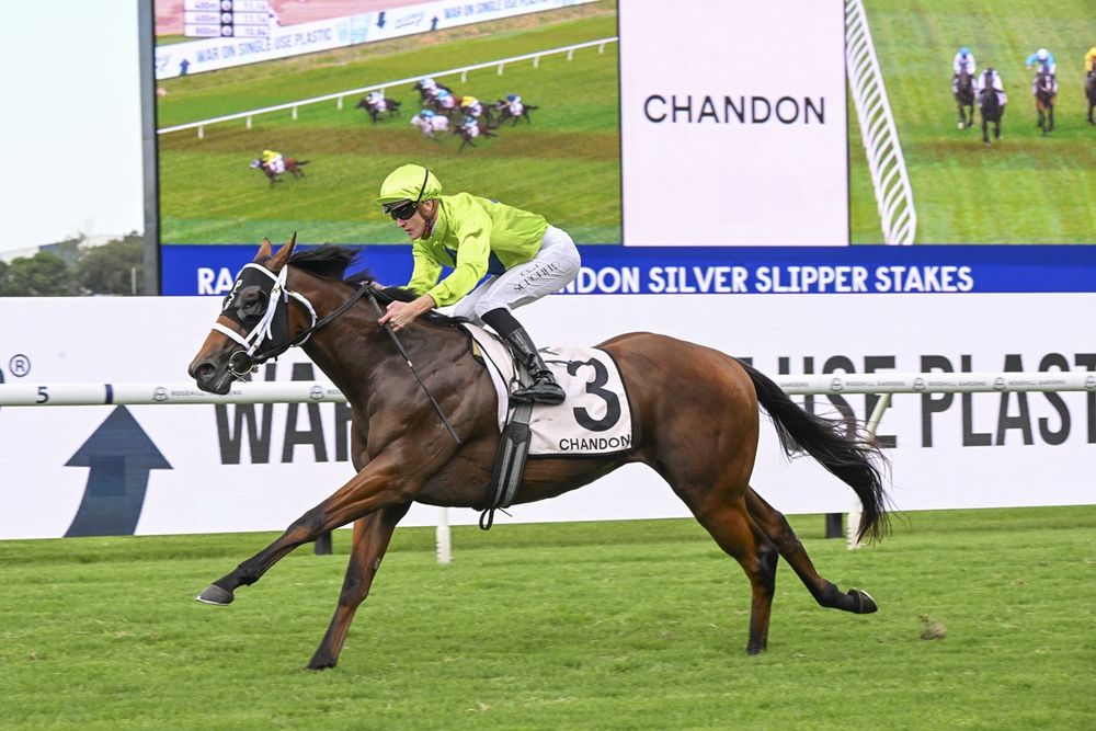 “I thought I’d win - I hit the turf”: Schofield’s Golden Slipper redemption with $16 roughie post image