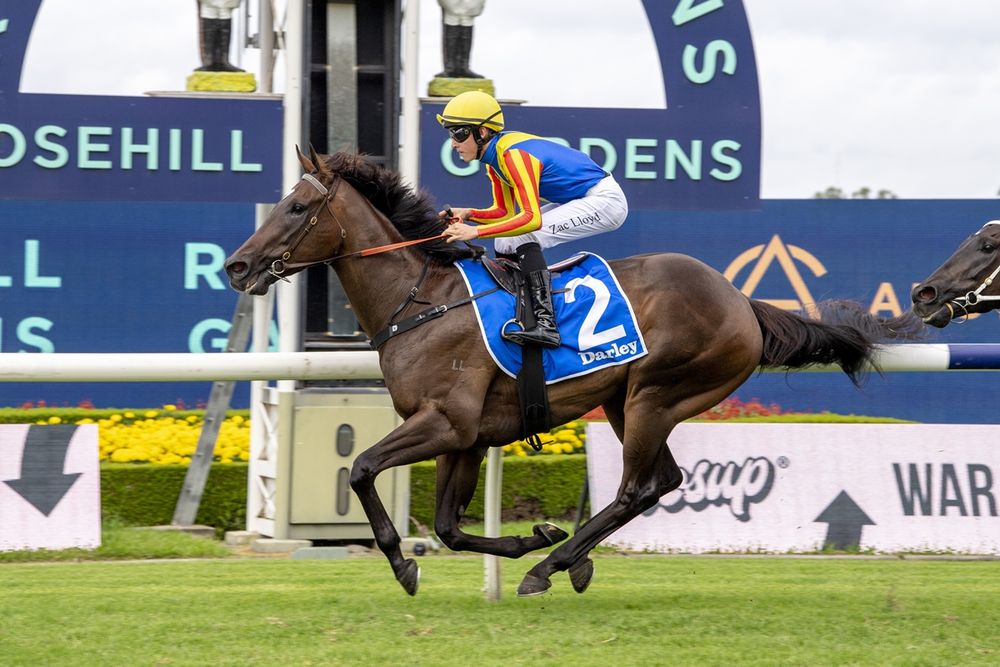 Provincial-Midway Wildcard Day: Newcastle Tips & Best Bets post image
