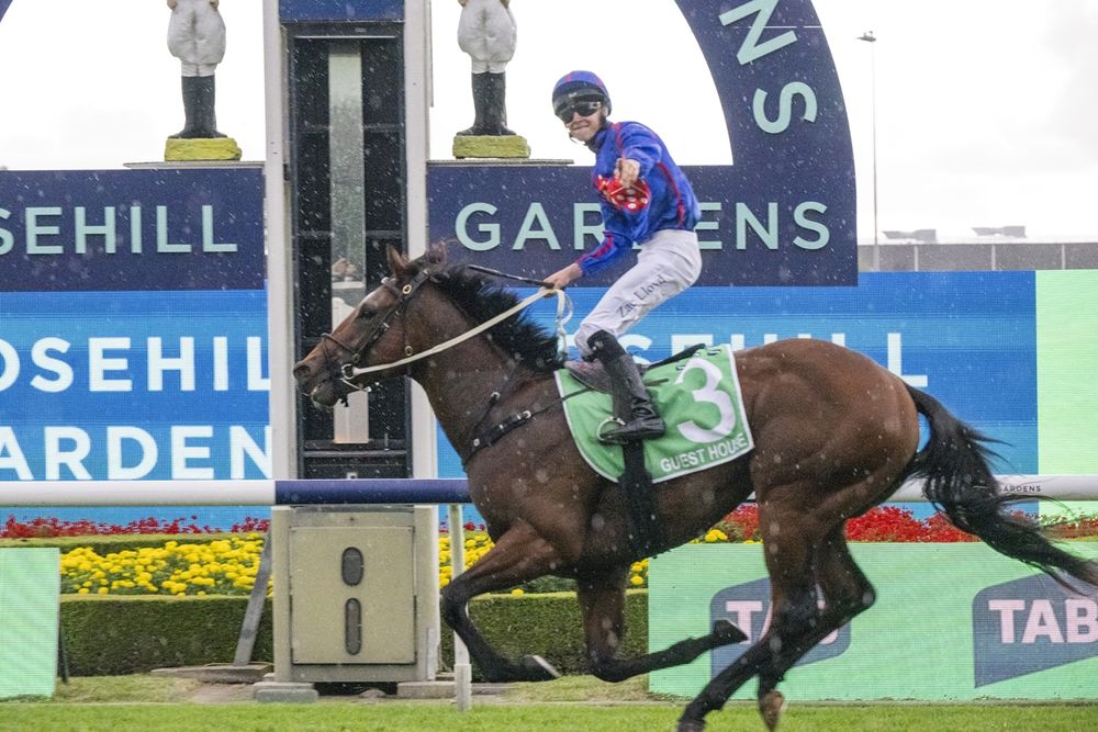 Coolmore buy into Golden Slipper winner Guest House post image